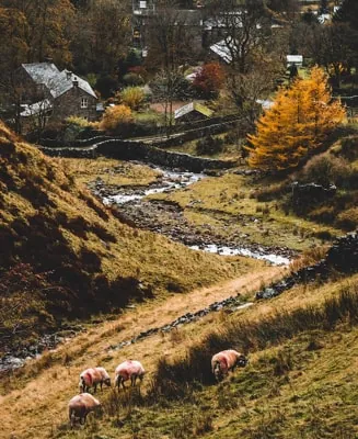 Sheep grazing on the hillside above the farmhouse valley